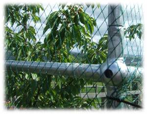 Cherry Tree Cage Fitting